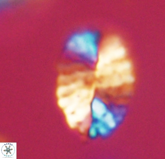 Pontosphaera ovata VR 32375