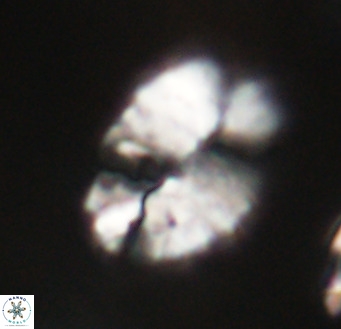 Pontosphaera ovata VR 32377
