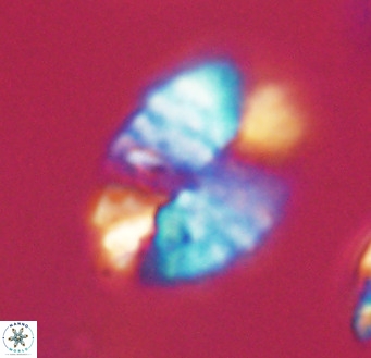 Pontosphaera ovata VR 32378