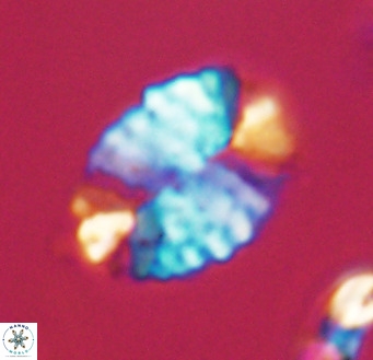 Pontosphaera ovata VR 32379