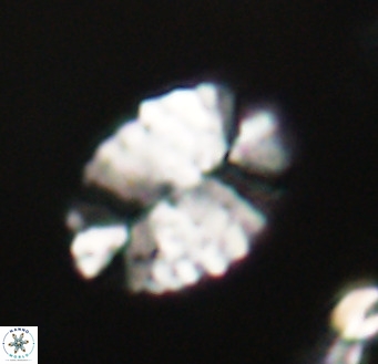 Pontosphaera ovata VR 32380