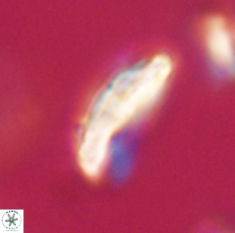 Pontosphaera ovata VR 32382