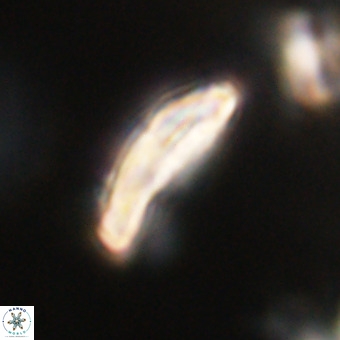 Pontosphaera ovata VR 32383