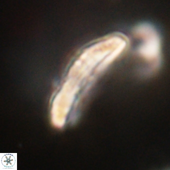 Pontosphaera ovata VR 32384