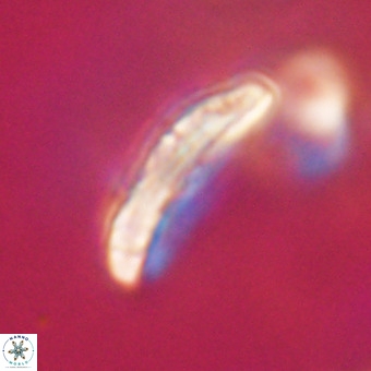 Pontosphaera ovata VR 32385