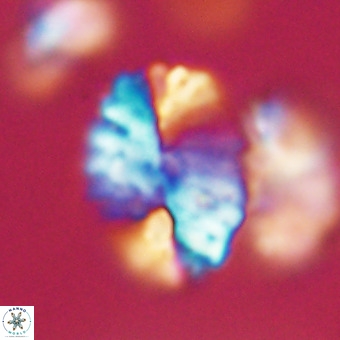 Pontosphaera ovata VR 32386