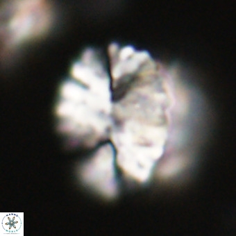 Pontosphaera ovata VR 32387