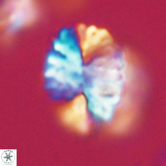 Pontosphaera ovata VR 32388