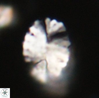 Pontosphaera ovata VR 32390