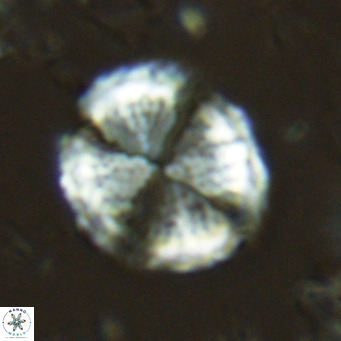 Pontosphaera lepida VR 06484