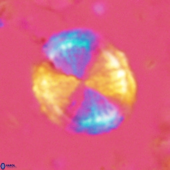 Pontosphaera lepida VR 06485