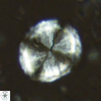 Pontosphaera lepida VR 06489