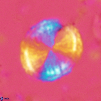 Pontosphaera lepida VR 06490