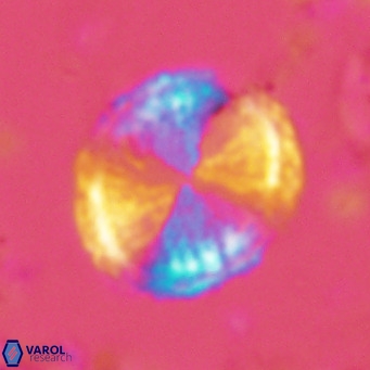 Pontosphaera lepida VR 06490