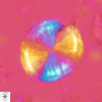 Pontosphaera lepida VR 06490