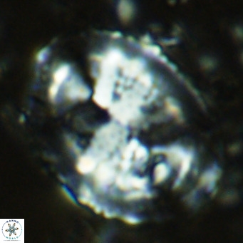 Pontosphaera lepida VR 08994