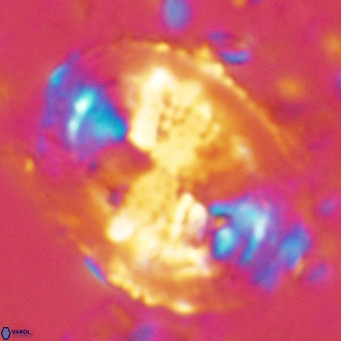 Pontosphaera lepida VR 08995