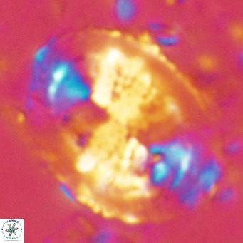Pontosphaera lepida VR 08995