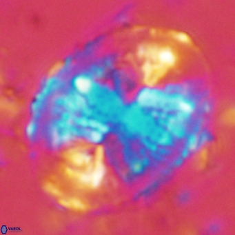 Pontosphaera lepida VR 08996