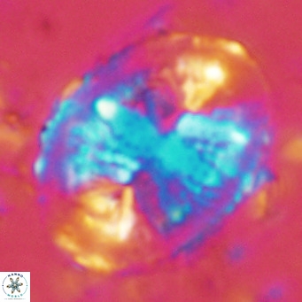 Pontosphaera lepida VR 08996