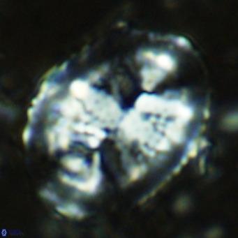 Pontosphaera lepida VR 08997