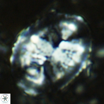 Pontosphaera lepida VR 08997