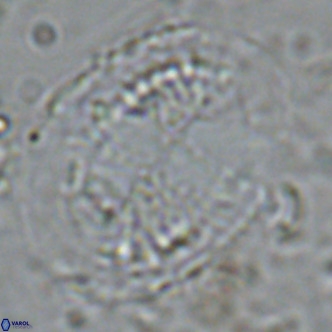 Pontosphaera lepida VR 08998