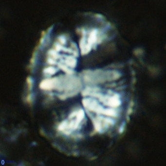 Pontosphaera lepida VR 08990