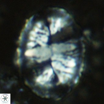 Pontosphaera lepida VR 08990