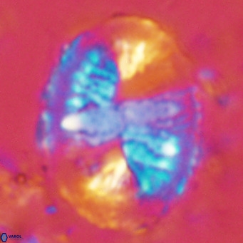 Pontosphaera lepida VR 08991