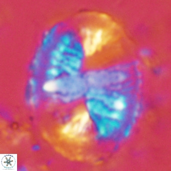 Pontosphaera lepida VR 08991