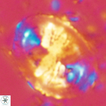 Pontosphaera lepida VR 08992