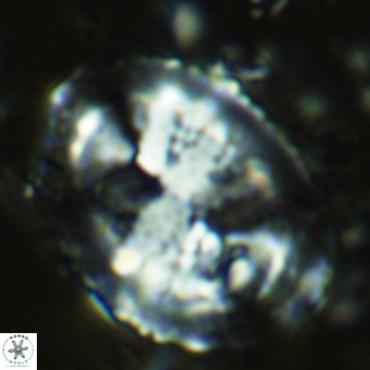 Pontosphaera lepida VR 08993