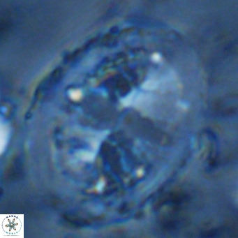 Pontosphaera lepida VR 09004