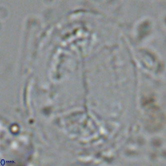 Pontosphaera lepida VR 09000
