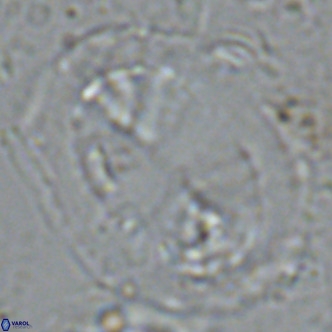 Pontosphaera lepida VR 09001