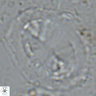 Pontosphaera lepida VR 09001
