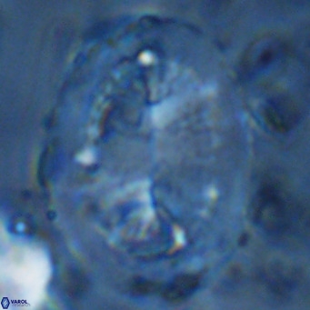 Pontosphaera lepida VR 09003