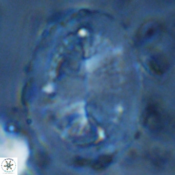 Pontosphaera lepida VR 09003