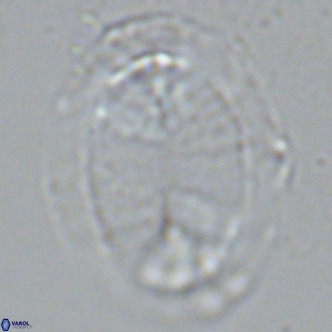 Pontosphaera lepida VR 09044