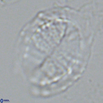 Pontosphaera lepida VR 09045