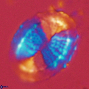 Pontosphaera lepida VR 09047