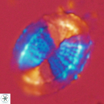 Pontosphaera lepida VR 09047