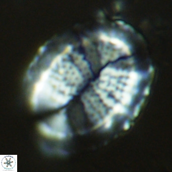 Pontosphaera lepida VR 09048