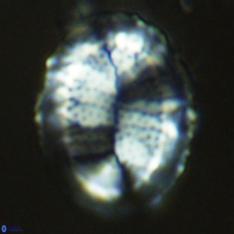 Pontosphaera lepida VR 09049