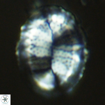 Pontosphaera lepida VR 09049