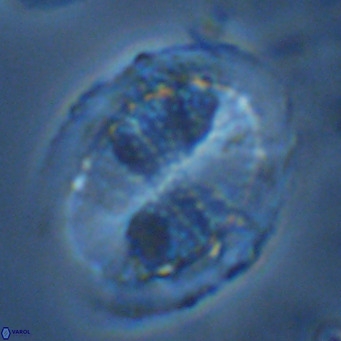 Pontosphaera lepida VR 09040