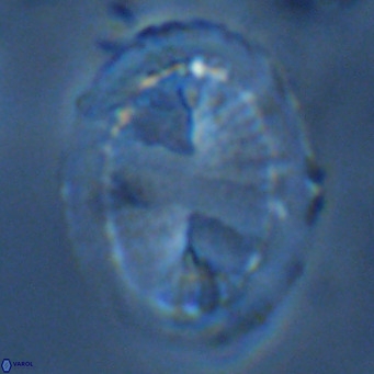 Pontosphaera lepida VR 09041