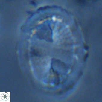 Pontosphaera lepida VR 09041