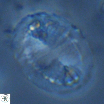 Pontosphaera lepida VR 09042